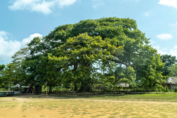Puder matujący Zanature Mystic Matte Kapok Tree Powder 1 ml